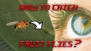 'How To Get Rid Of Fruit Flies without Apple Cider Vinegar'