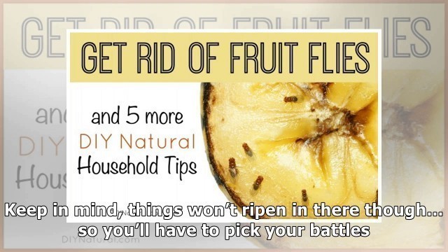 'Here’s How To Get Rid Of (And Prevent) Fruit Flies In Your Kitchen'