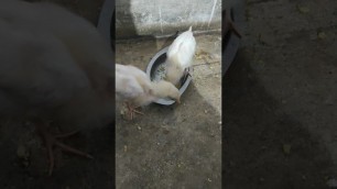 '#shorts #chick #hen #chicken #food #love #story #fun #farm #dance #song'