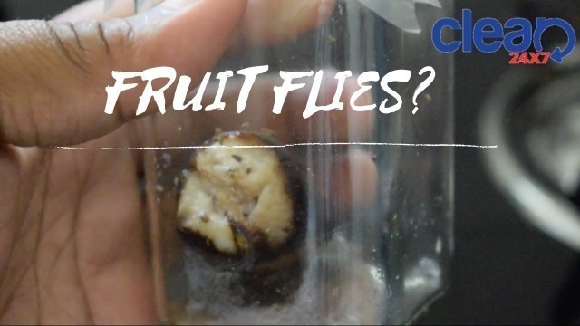 'DIY | How to get rid of fruit flies?'