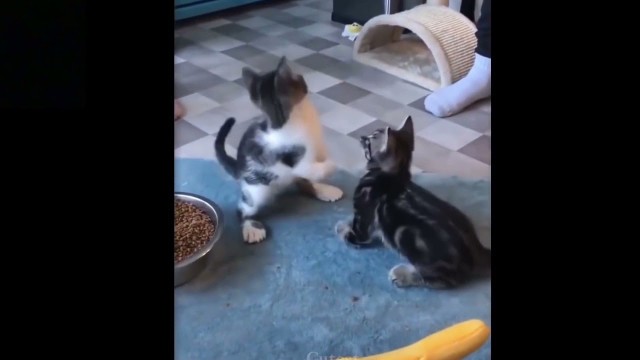 '#short# funny three cat babe cant catch a food'