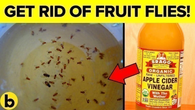 '8 Sure Ways To Permanently Get Rid Of Fruit Flies'