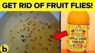 '8 Sure Ways To Permanently Get Rid Of Fruit Flies'