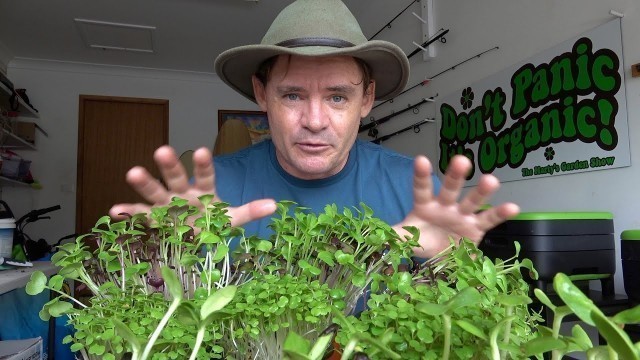 'Why Grow Organic Microgreens in Worm Castings SUPER FOOD!'