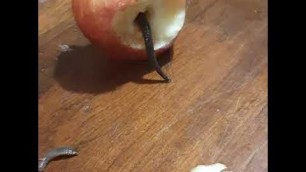 'wft I\'m never eating apples again 