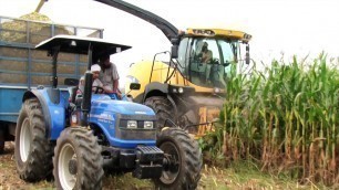 'Utilization of baby corn byproducts and wastes as livestock feed'