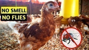 'How To Eliminate Smells From Your Chicken Farm | NO FLIES'