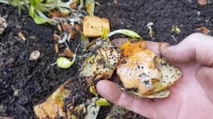 'Comparison feeding of pumpkin to my worm farm. Sliced or mulched - which is better?'