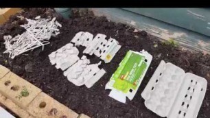 'Feeding cardboard egg carton boxes to your worms. Another successful worm farm experiment.'