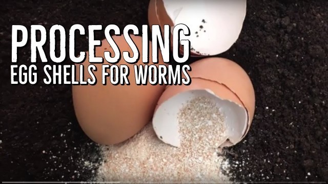 'How I Process Egg Shells For My Worm Bins'