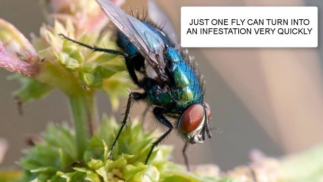 'HOW TO GET RID OF FLIES & FLY CONTROL UK ~ CATCH-IT LTD PEST CONTROL LONDON'