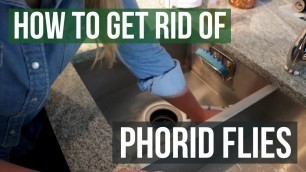 'How to Get Rid of Phorid Flies (4 Easy Steps)'