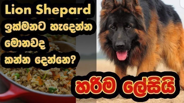 'How to Make Fast Growing DOg Food at Home  - Specially for Lion Shepards'