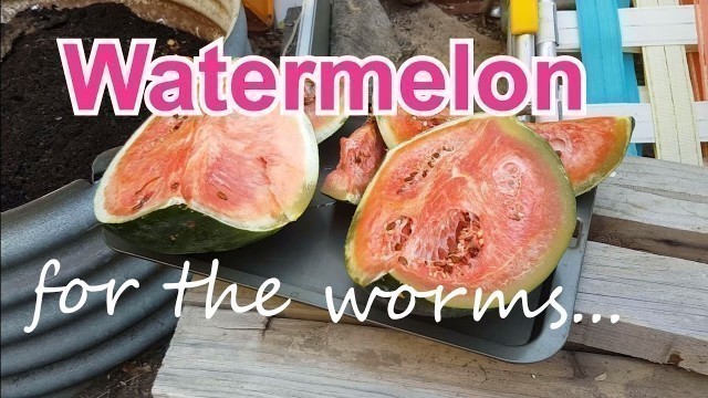 'Just how much do composting worms like watermelon? A worm food test with one of their favourites!!'