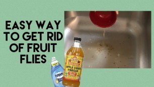 'EASY WAY TO GET RID OF FRUIT FLIES| HOW TO GET RID OF FRUIT FLIES'