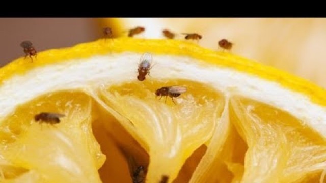 'Where Do Fruit Flies Come From? - Full Information 2020'