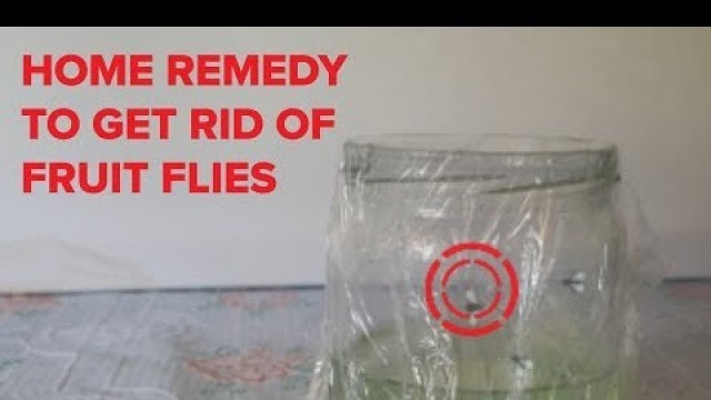 'How To Get Rid Of Fruit Flies    |     Rentokil Pest Control'