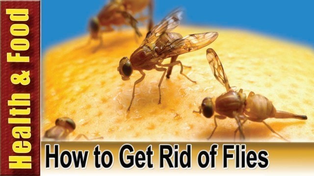 'How to Get Rid of Flies | How to Get Rid of Flies in the House - Health & Food 2016'