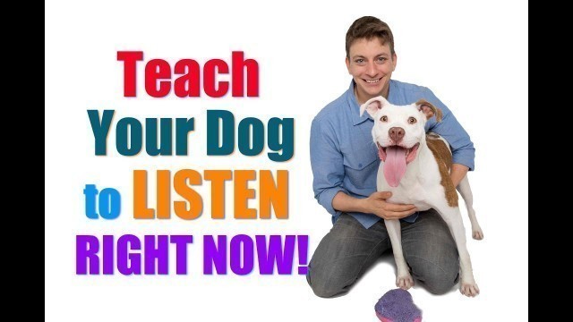 'How to Get Your UNFOCUSED Dog to LISTEN to You RIGHT NOW!  (\"Leave it\"/\"Look at Me\" Combo)'