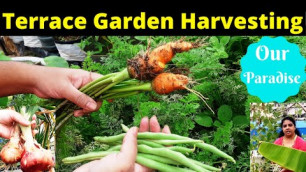 'Our Terrace Garden Harvesting || Homely Food || Veg Stew'