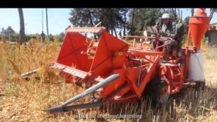 'FAO supports the Lebanese Agricultural Research Institute to introduce Quinoa production to Lebanon'