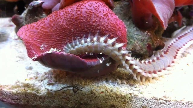 'Giant bristle worm looking for food'