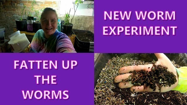 'COMPOST WORM EXPERIMENT- FATTEN THEM UP!!'