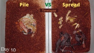 'Pile Vs Spread out food in a Worm Bin Time-lapse (Quick)'