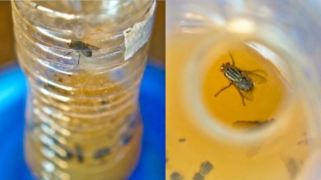 'DIY FLY Trap to Get Rid of Flies and Fruit Fly'