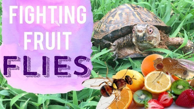 'How To Get Rid Of Fruit Flies | Keeping Bugs Out Of Reptile Tanks'