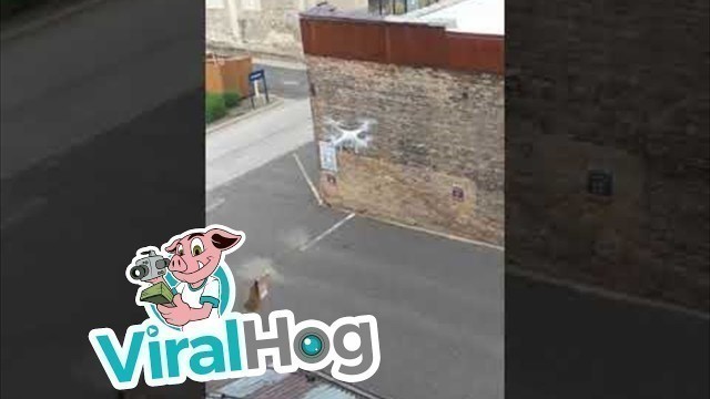 'Drone Food Delivery Fail || ViralHog'