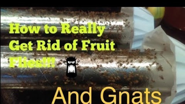 'How to Really Get Rid of Fruit Flies and Gnats Really!! (Infestation)'