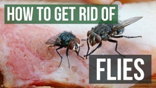 'How to Get Rid of Flies: Fly Control Methods'