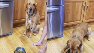 'Dog Waits For Prayer Before Food'