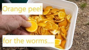 'Extreme citrus worm food test! How do things turn out with a bucket of orange peel in the worm farm?'