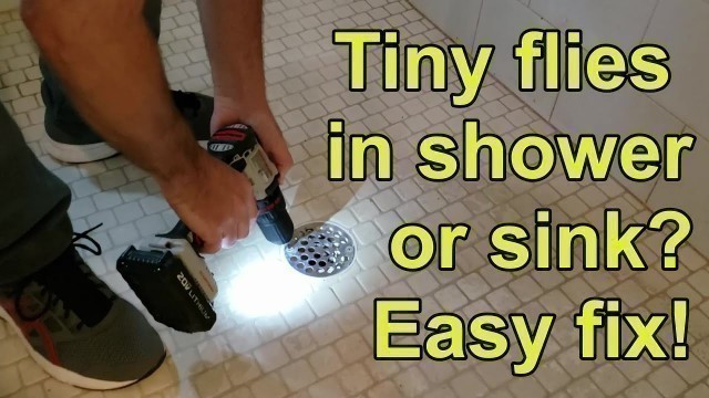 'How to get rid of drain flies in shower, kitchen, or bathroom'