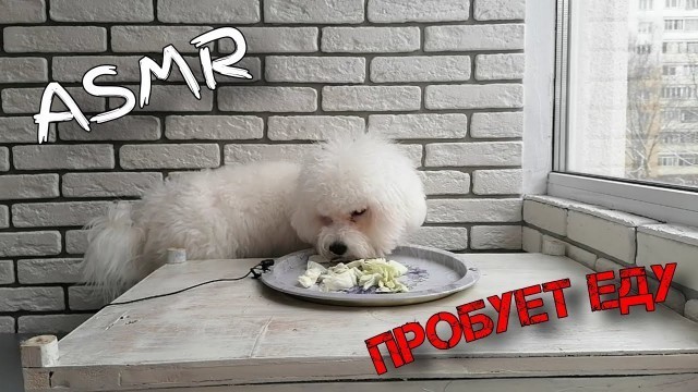 'ASMR DOG FOOD TEST/АСМР СОБАКА ПРОБУЕТ РАЗЛИЧНУЮ ЕДУ 