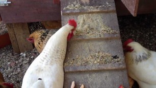 'Black Soldier Fly Larvae: From Worm Bin to Chicken Feed'