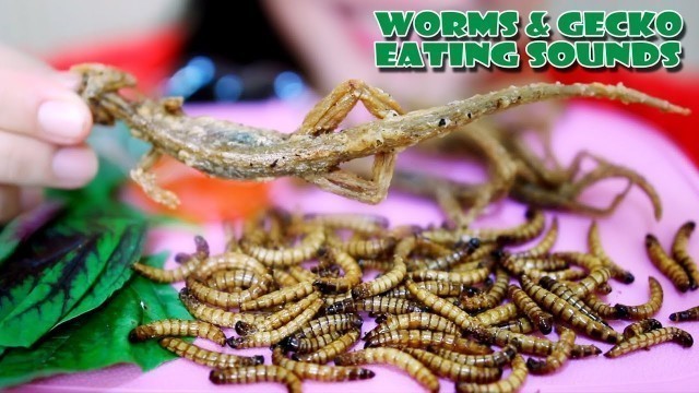 'ASMR Deep fried Morio Worm and Gecko(SOUTHEAST ASIA EXOTIC FOOD),eating sound  | LINH-ASMR'