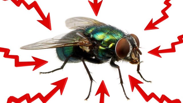 '11 Effective Home Remedies For Flies (GET RID OF THEM FAST!)'