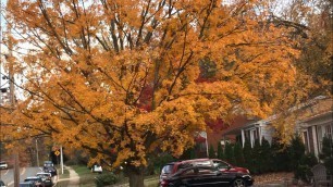 'Robot food delivery & fall leaves 