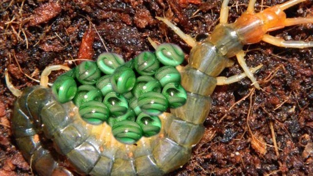 'Amazing red centipede laying eggs and hunting worm for food'