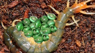 'Amazing red centipede laying eggs and hunting worm for food'