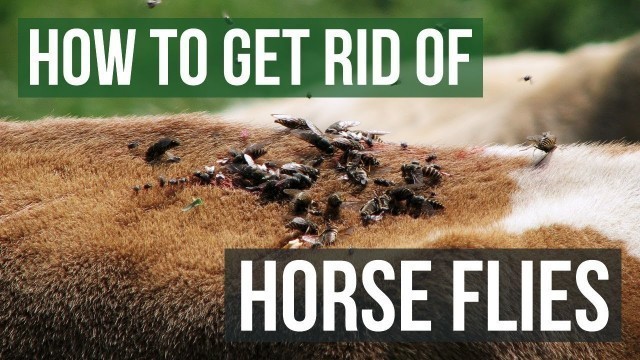 'How to Get Rid of Horse Flies (4 Easy Steps)'