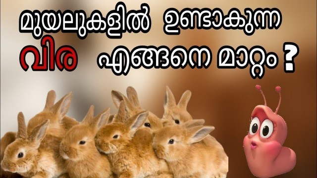 'മുയലുകൾക്ക് വിര ഉണ്ടോ എങ്ങനെ മനസിലാക്കാം?  | treatment of worm in rabbit | rabbit worm disease |'