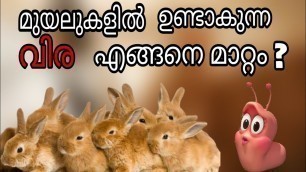 'മുയലുകൾക്ക് വിര ഉണ്ടോ എങ്ങനെ മനസിലാക്കാം?  | treatment of worm in rabbit | rabbit worm disease |'