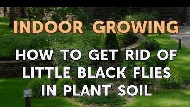 'How to Get Rid of Little Black Flies in Plant Soil'