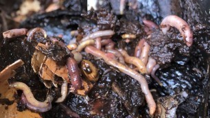 'What to Feed Worms - How to Use Worm Farms to Make Vermicompost'