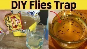 'Get Rid Of House Flies Naturally and Fast With Apple Cider Vinegar and Sugar Trap'