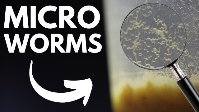 'Live Fish Food: How to Make Micro Worm Cultures (Easiest Method)'